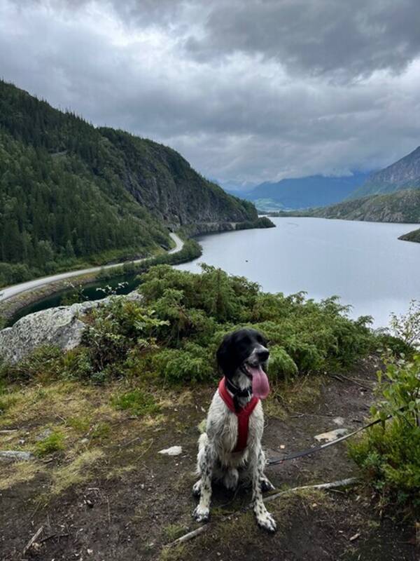 Hund - Engelsk setter