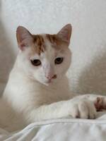 Katt Morris 