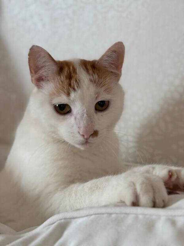 Katt - Katt Morris 