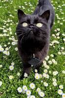 Sam the cat Sam the cat