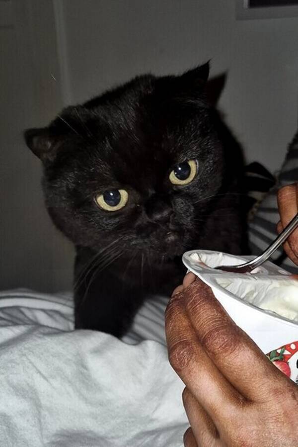 Katt - Sam the cat