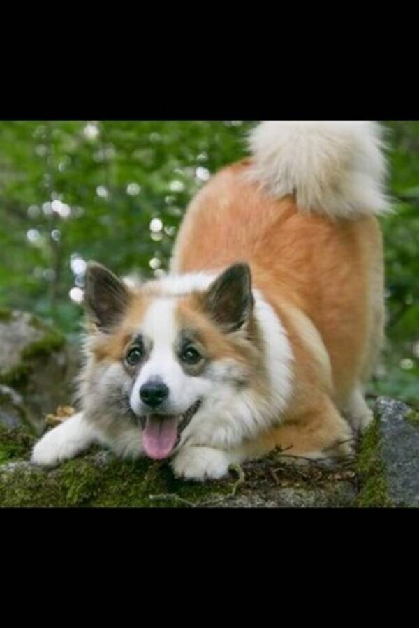 Hund - Dimma
