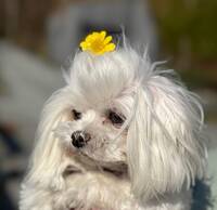 Maltese