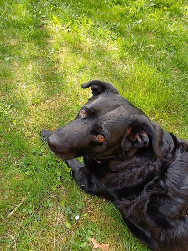 Hund - Borrador 