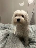 Cava-maltipoo