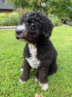 Spanska vattenhunden Smulan Spanska vattenhunden Smulan