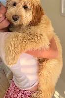 Teddy 