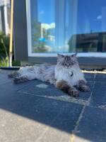 Ragdoll