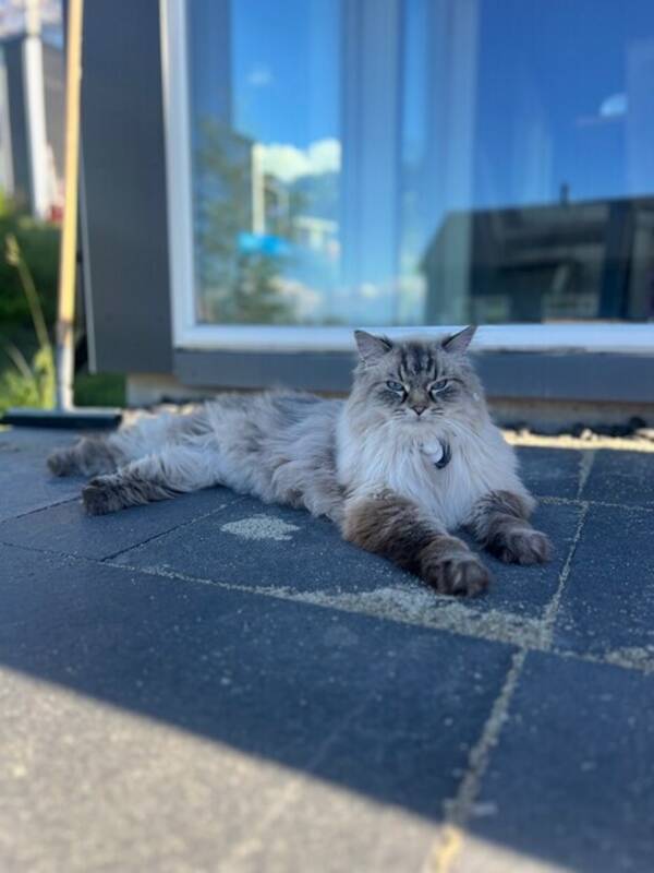 Katt - Ragdoll