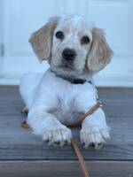 Cockerspaniel med extra fluff Cockerspaniel med extra fluff