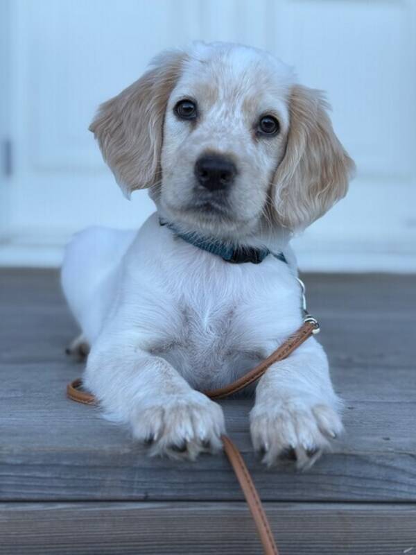 Hund - Cockerspaniel med extra fluff  
