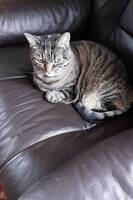 Katten Dotte 7 år Katten Dotte 7 år