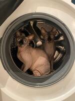 Nakenkatter (Sphynx) Alyssa & Chris Nakenkatter (Sphynx) Alyssa & Chris