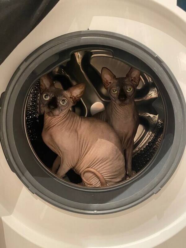 Katt - Nakenkatter (Sphynx) Alyssa & Chris