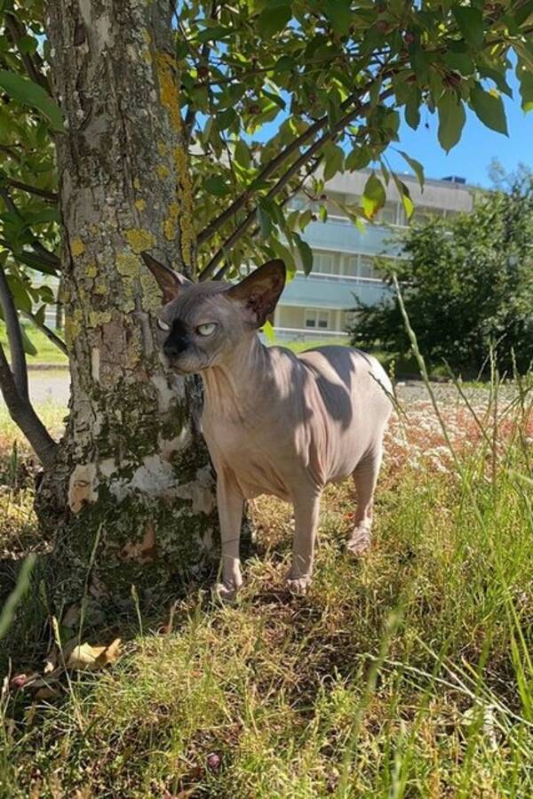 Katt - Nakenkatter (Sphynx) Alyssa & Chris