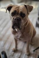 Canecorso Cookie