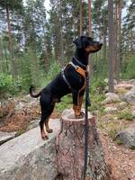 Dobermann 