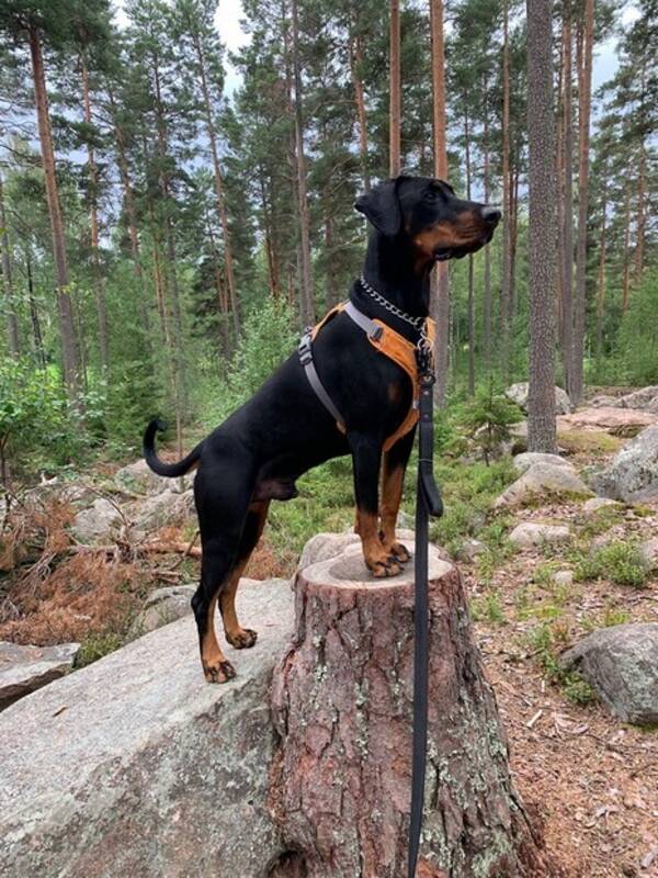 Hund - Dobermann 