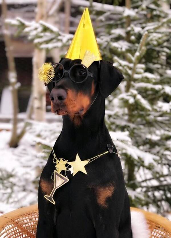 Hund - Dobermann 