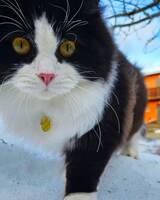 Katten Nismo 