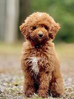 Golden Doodle