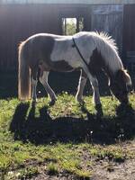 Islandshästen Blesa Islandshästen Blesa