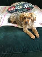 Yorkshireterrier Daisy Yorkshireterrier Daisy