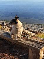 Blandrashunden Zsazsa Blandrashunden Zsazsa