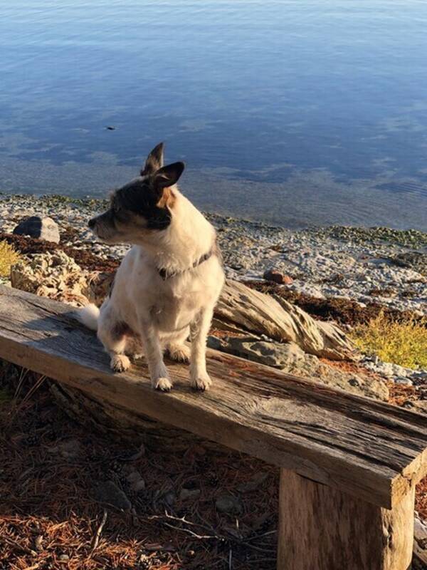 Hund - Blandrashunden Zsazsa