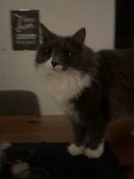 Katten Filifjonkan/Filli