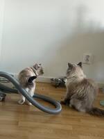 Katter