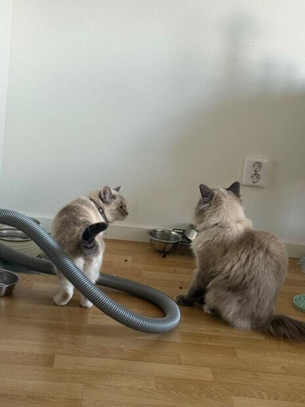 Katt - Katter