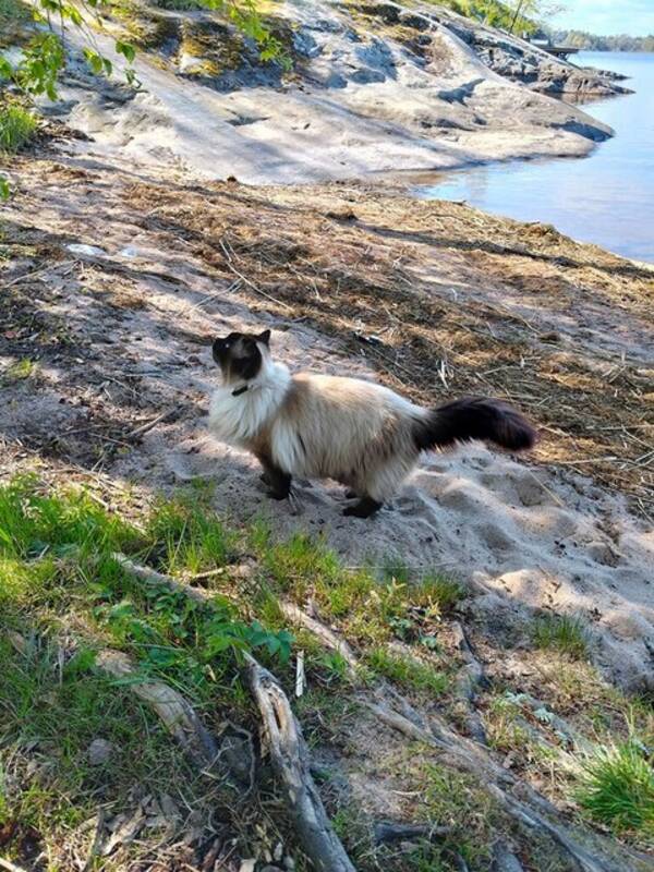 Katt