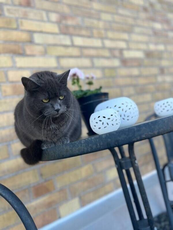 Katt - Ingen