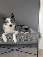 Border collie / Australian Shepherd hane