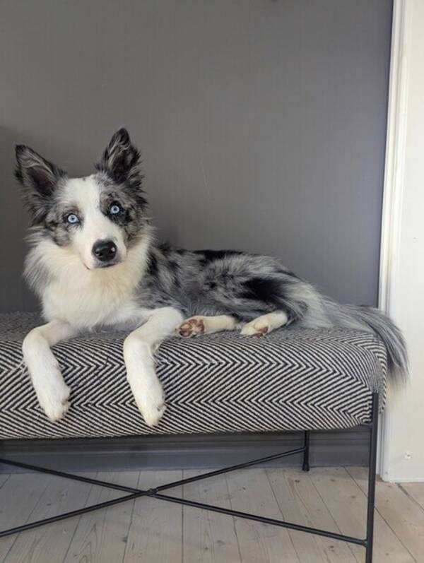 Hund - Border collie / Australian Shepherd hane