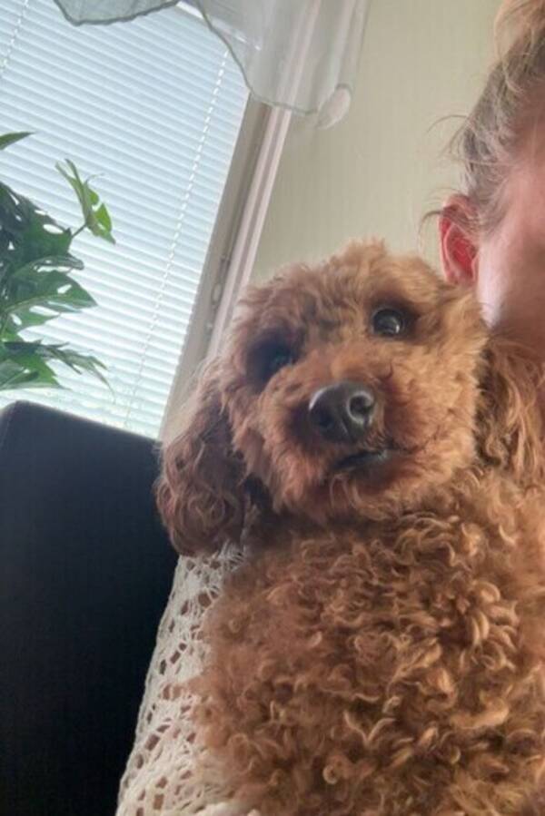 Hund - Pudeln Tjabo