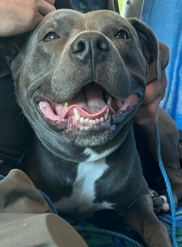 Hund - Pajas the bully 