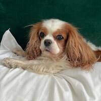 Cavallier King Charls Cavallier King Charls