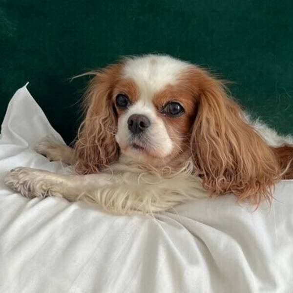 Hund - Cavallier King Charls