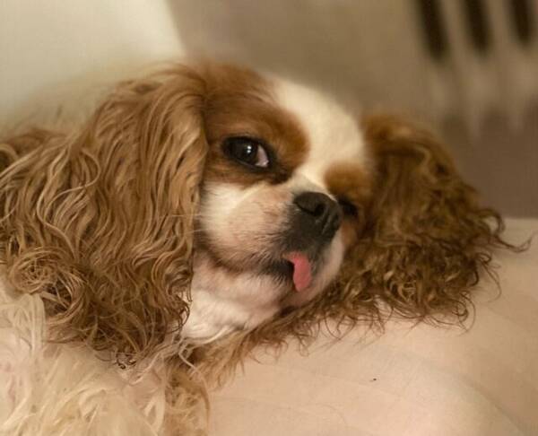 Hund - Cavallier King Charls