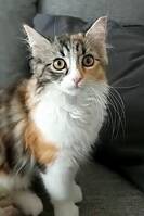 Ragamuffin Mimmi Ragamuffin Mimmi