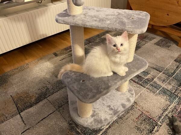 Katt - Ragamuffin Musse