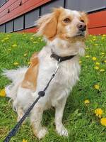 Cavapoo Dennis 