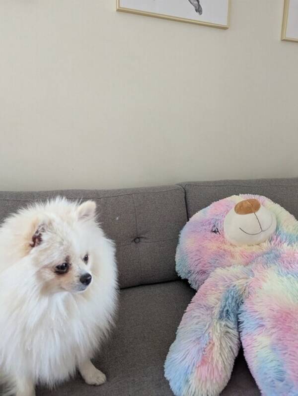 Hund - Ozzie
