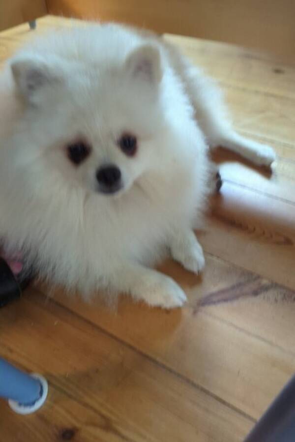 Hund - Ozzie