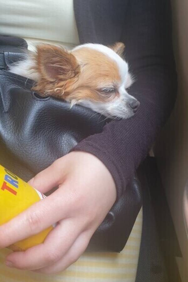 Hund - Chiualla