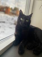 Katten snäckan Katten snäckan