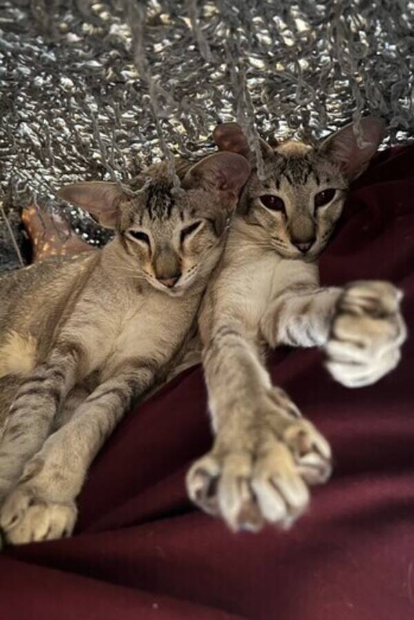 Katt - Sølve og Silke  Katt - Sølve og Silke