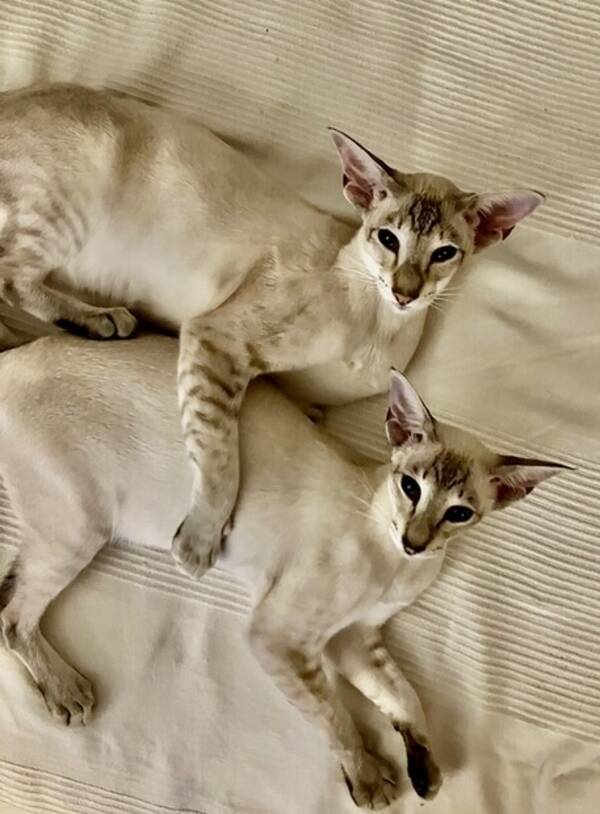 Katt - Sølve og Silke  Katt - Sølve og Silke